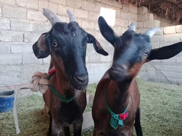 Ziege, Alpine goat