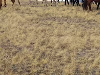 Horses (batch, sex not specified), Horses — photo 5