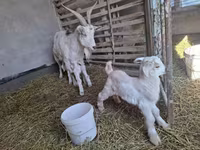 Ziege, Alpine goat — Foto 3