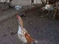 Chickens — Foto 3