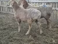 Schaf, Arashan sheep — Foto 1