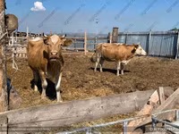 Bulle, Simmental cattle — Foto 3