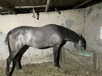 Кобила, Thoroughbred horse — фото 1
