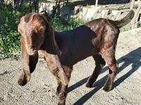 Dişi keçi, Kamori goats — foto 1