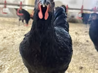 Australorp — foto 3