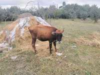 Buqa, Qoramol — 1-rasm