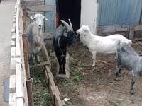 Ziege, Alpine goat — Foto 2