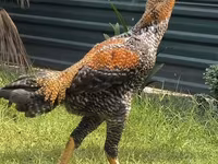 Chickens — Foto 2