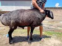 Ram, Sheep — photo 4