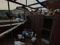 Chickens — फ़ोटो 3