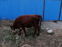 Kuh, Latvian Blue cattle — Foto 3