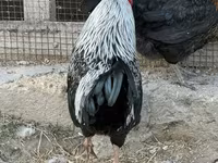 Chickens — foto 7