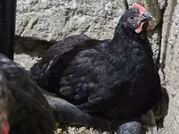 Chickens — 4-rasm