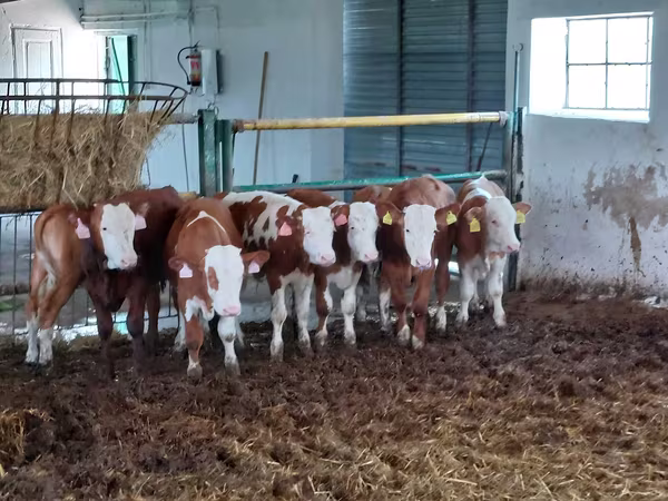 Bulle, Simmental cattle