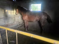 公马, Horses — 照片 1