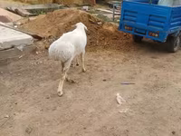 كبش, Hissar sheep — الصورة 1