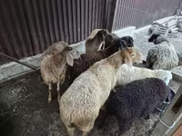 Sheep, Edilbay sheep — photo 2