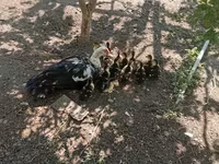 Ducks — Foto 5