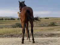 公马, Arabian horse — 照片 4