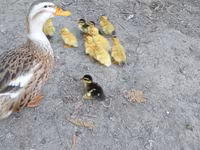 Ducks — foto 2