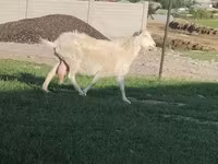 Cabra, Russian White goat — foto 3