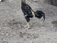 Chickens — الصورة 2