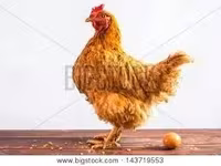 Chickens — 照片 5