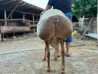 Widder, Hissar sheep — Foto 2