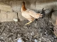 Chickens — Foto 6