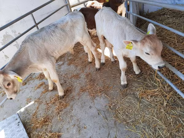 Bulle, Limousin-Kuh