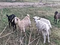 Ziege, Ziegen — Foto 5