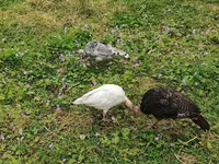 Turkeys — 3-rasm