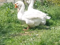 Geese — Foto 3