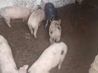 Eber, Schweine — Foto 5