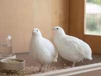टेक्सास ए एंड एम — फ़ोटो 3