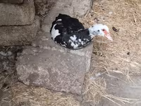 Ducks — 3-сурет