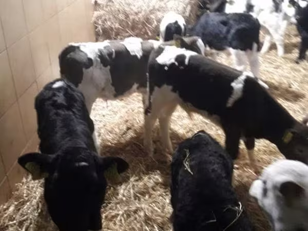 Rinder (Partie, Geschlecht nicht angegeben), Simmental cattle