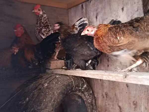 Chickens