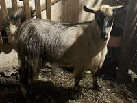 बकरी, Alpine goat — फ़ोटो 2