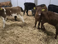 Cow, Simmental cattle — photo 3