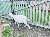 Goat, Alpine goat — photo 1
