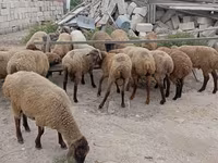 Qoyun, Qoyunlar — foto 1