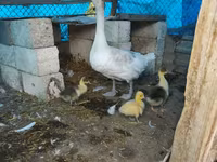 Geese — फ़ोटो 2