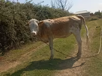 Vaca, Simmental cattle — foto 3