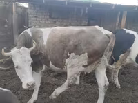 بقرة, Simmental cattle — الصورة 6