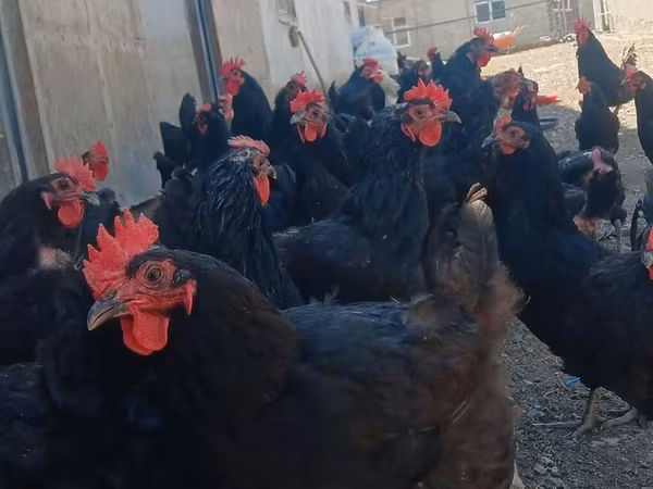 Avstraliya Pit Game quşu