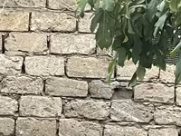 үйрек тұқымды мускус тауық — 2-сурет
