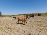 Bull, Swiss cattle — photo 2