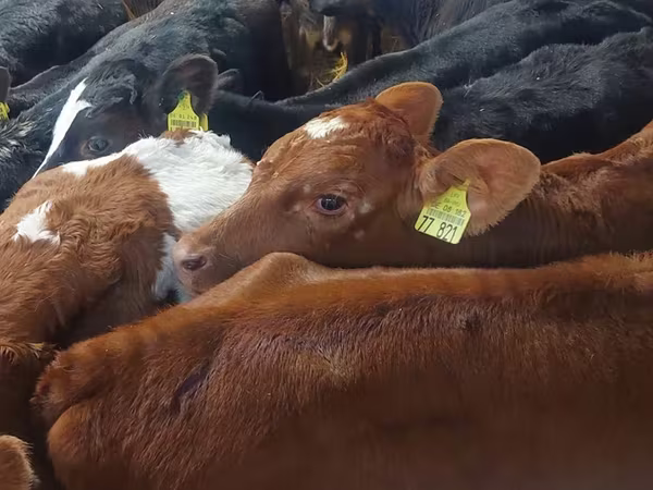 ثور, Simmental cattle