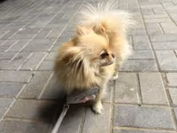 🐶 Satılır – Çox Şirin Dişi Pomeranian (Spitz) 🐶 2 yaşlı, dişi, çox — foto 4